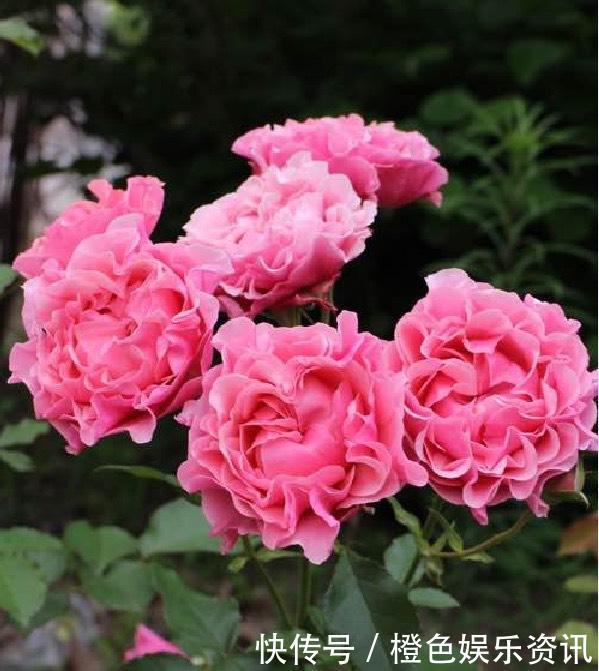 细数10种狼牙棒月季,怕刺的可绕道