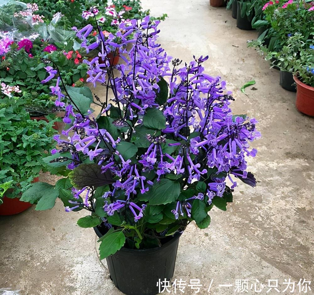 4种“杀菌花”，冬天养几盆，清香漂亮，空气清新，家里人少生病