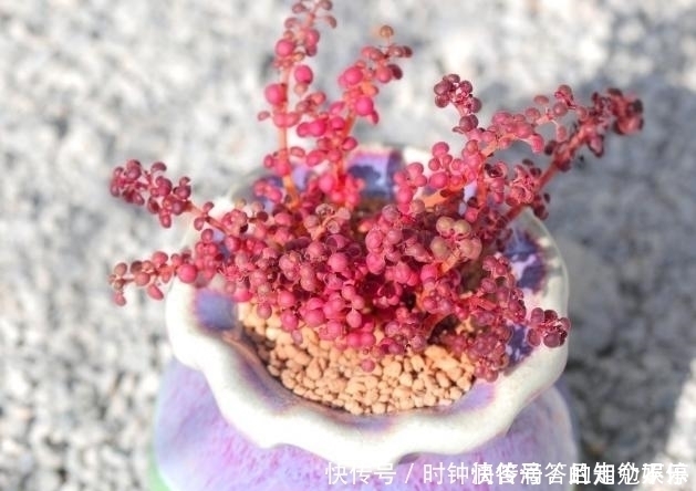 叶子|新手多肉党的福音:露镜,买回家这么养,叶子如水晶般剔透