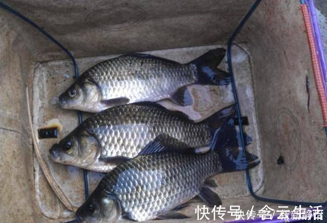 搅拌均匀|这种自制的鱼饵是专门用来钓大鲫鱼的,做起来容易