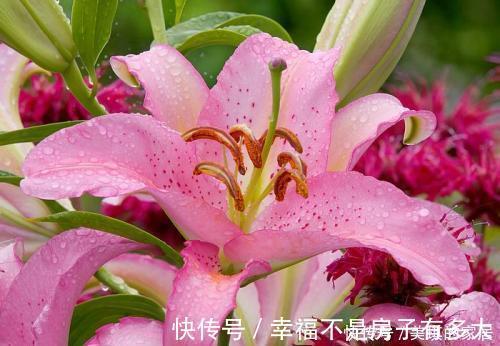 花园|4种花很耐养，沾土就能活，阳台变花园，太美了！