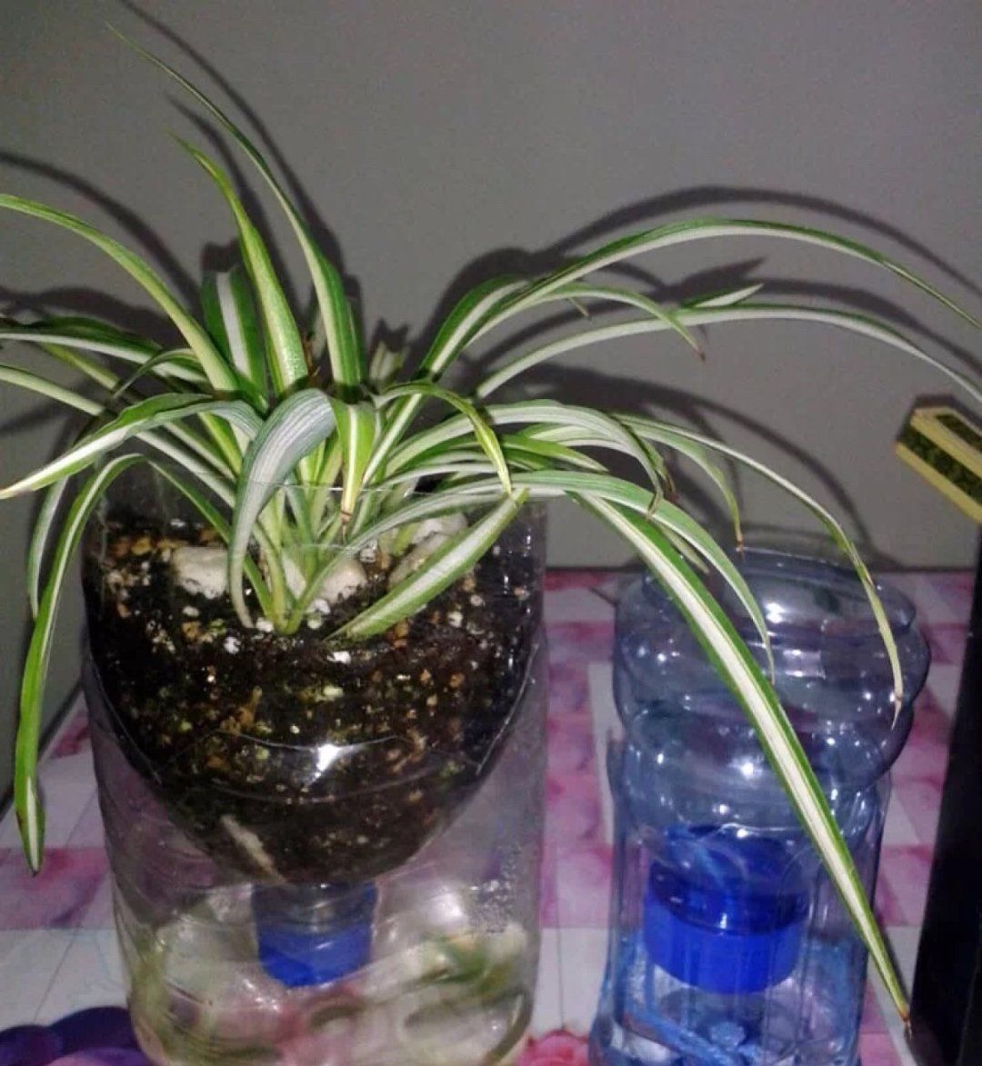 塑料瓶|旧筷子、老干妈瓶别扔,拿来养花效果好,省下一笔养花钱