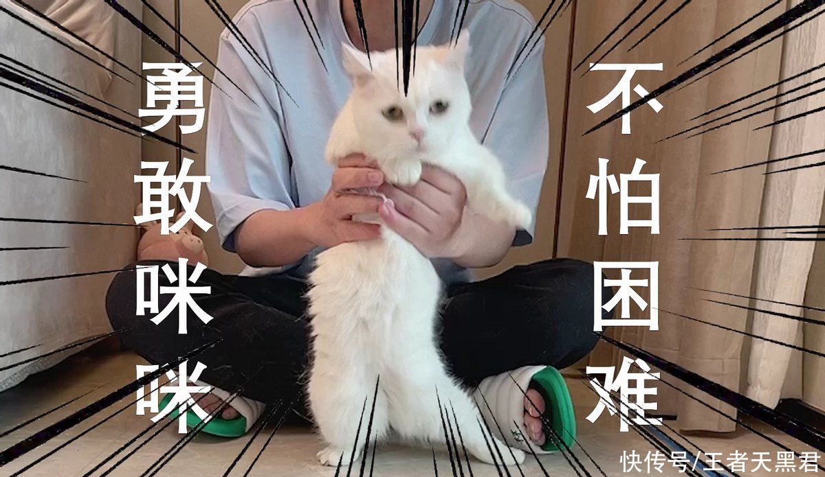 qg|世冠四强预测，AG，es，hero被所有人看好，连Gemini的猫都不选QG