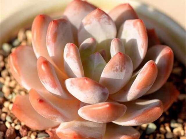 3种橙色多肉，各自用对养护方法，出状态后如阳光般灿烂明媚