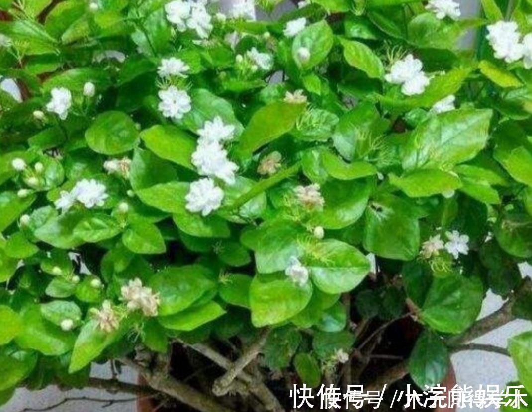 植株|茉莉花简单处理一下,开花一茬接一茬,整个夏天都有花看