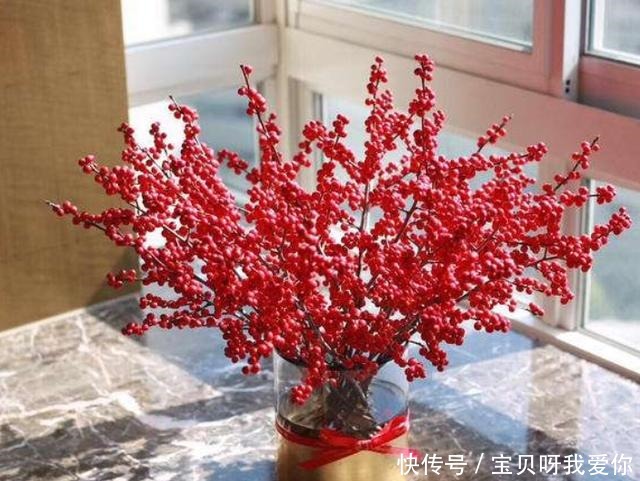 最合适|4种花“不怕冻”,冬天下雪会更美,养护也简单,北方养最合适