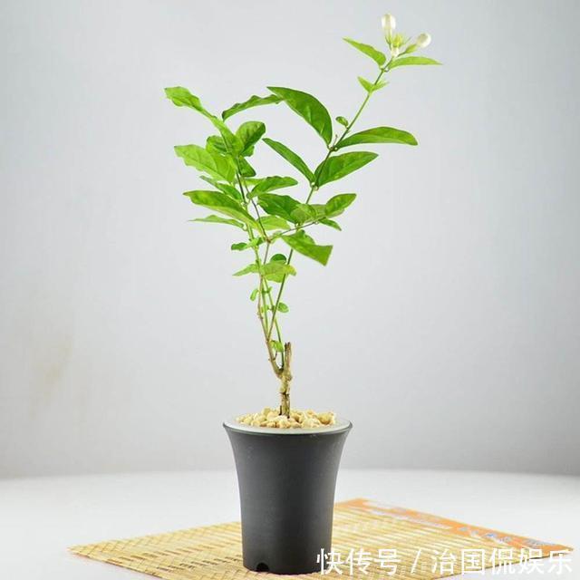 浇花|再好养的花,也不能这么浇水,正确方法要知道!