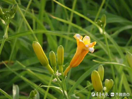 华山|行摄华山——俗名忘忧草的萱草，寓意很美好