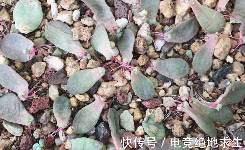 花友们|多肉进行叶插繁殖,从叶片到小苗成型,少不了花友的耐心和爱心