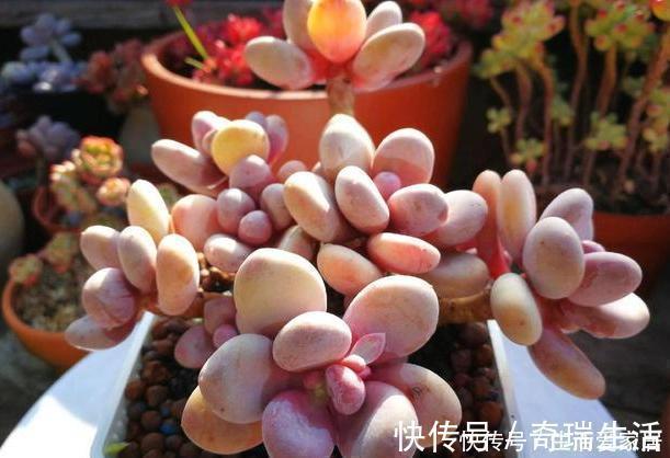 新手|多肉植物''夏必死''摸清5个门道,新手花友入手不再犯愁