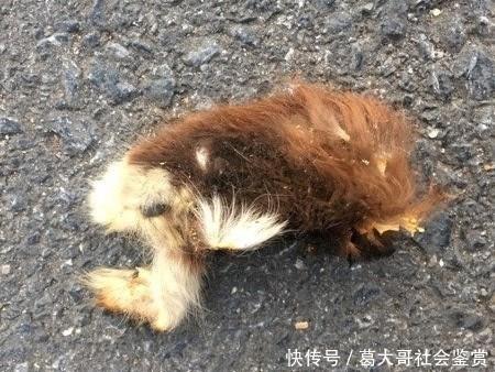 海鸥暴露凶残一幕 当街啃食吉娃娃犬 脚都被咬掉了 快资讯