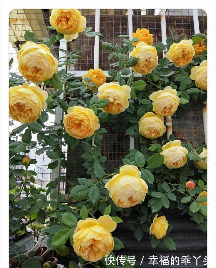 最值得入手的月季,黄金庆典