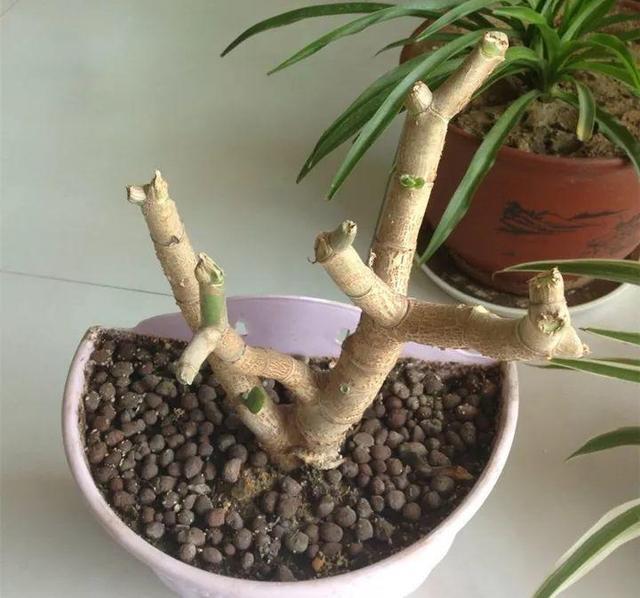 老桩|10月玉树“剪光头”，20天冒出“一堆”新芽，变成老桩超漂亮