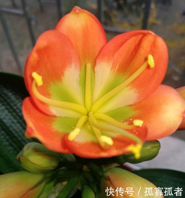 什么花卉都少不了“它”，人称“花卉肥王”，用后越养越旺！