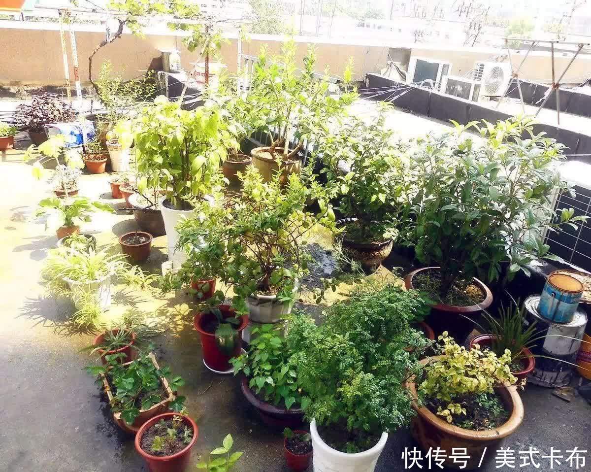 松针|此种养花土养啥旺啥,该怎么制作?混入它们,营养更全面