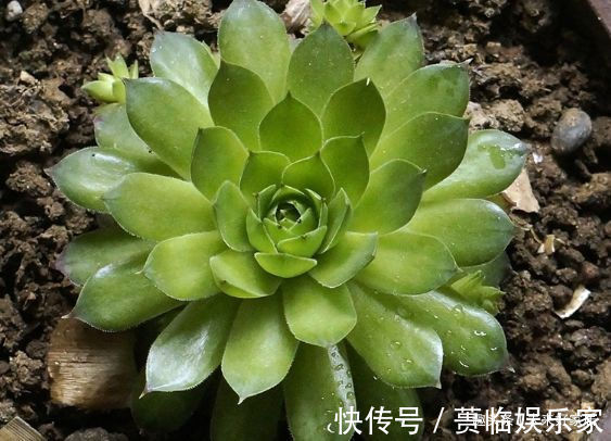 喜欢三角梅,不如首选“优良名品”柠檬黄三角梅,花开艳丽多姿!