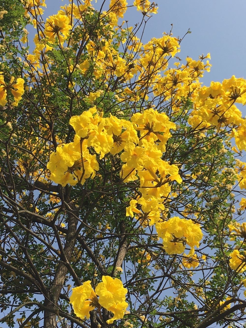 春光明媚，春花烂漫