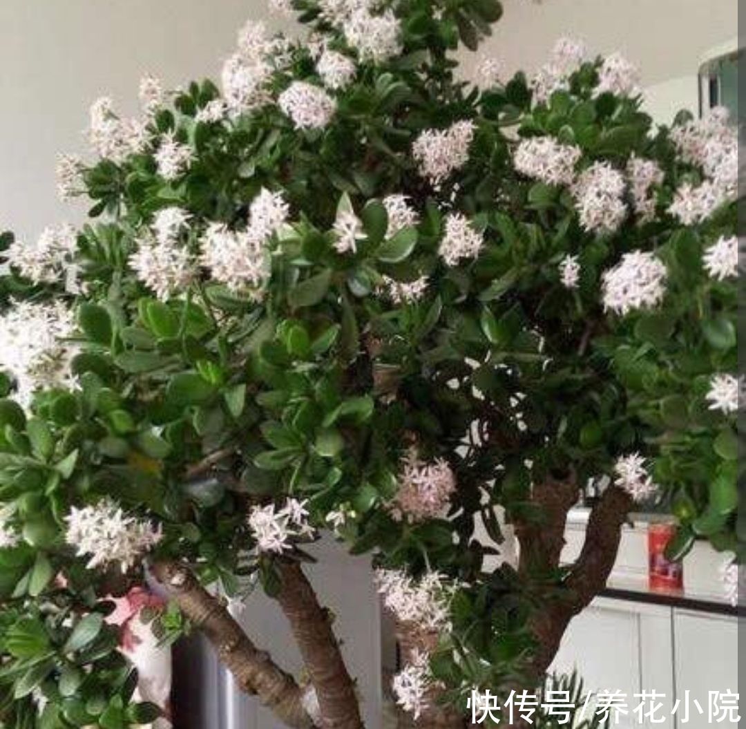 6种喜阳光的花，春天多搬出来晒太阳，长得旺开花多