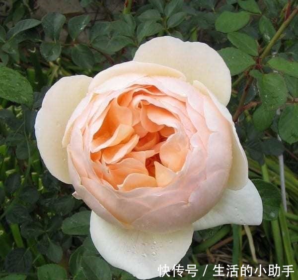 25款包子型月季,花开永不败,大花好养又丰花,新手推荐种植!