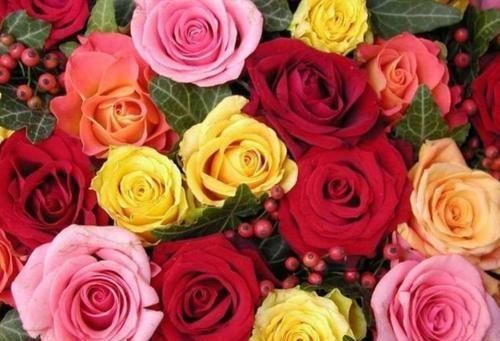 4种“女神花”，漂亮好养，开花量大，十里飘香，你养了吗