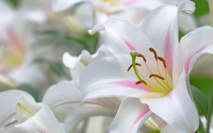 6月10日开始,养花试试这几款,开花爆满成花海,很值得栽培