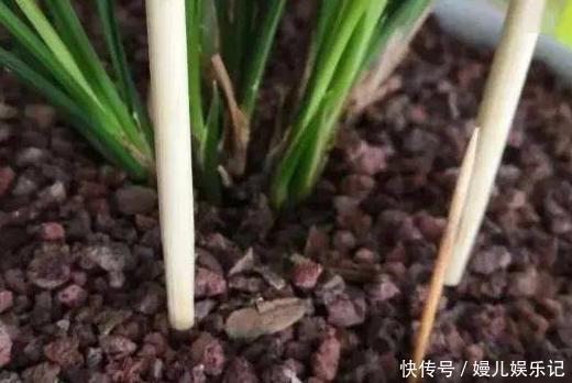 好处|旧筷子、吸管不要扔,插到花盆土里,对植物根好处多多