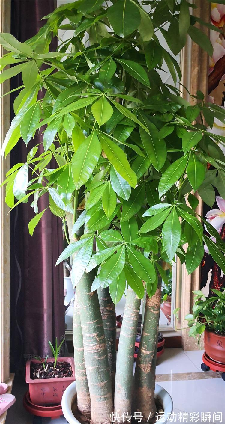 天冷需要多晒的“8种花”,有些还要“断粮少水”,不然熬不过冬