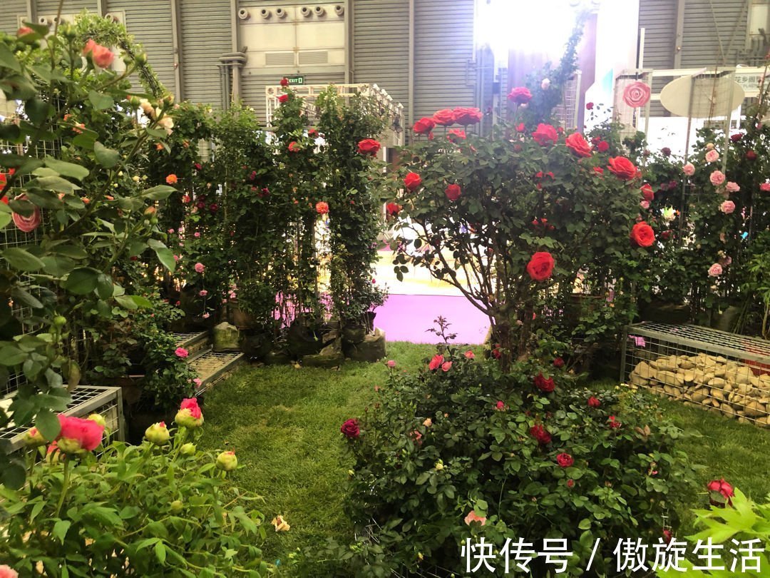 多菌灵|养花一定要知道的事！掌握正确通风方法，家里植物长得好