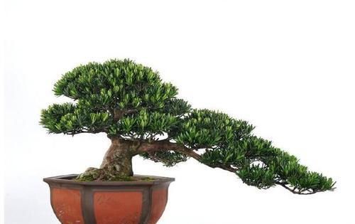 何地|雀舌罗汉松产在何地?如何区分?咋培养出佳品