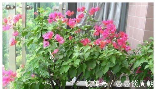 最厉害的养花营养液:给花喝一勺,四季油绿,花开满盆!