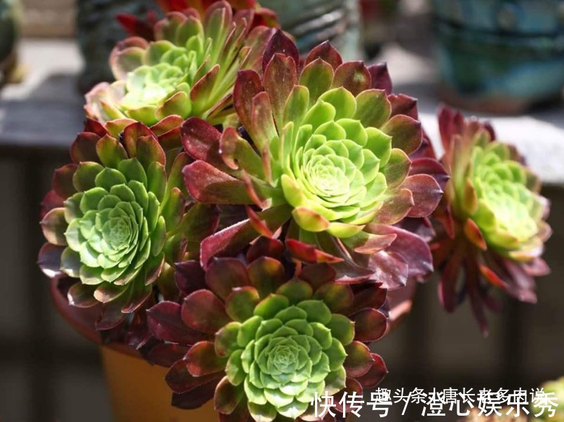 法师|多肉嘉年华法师平常十分低调,但养出状态后它的颜值不输任何多肉