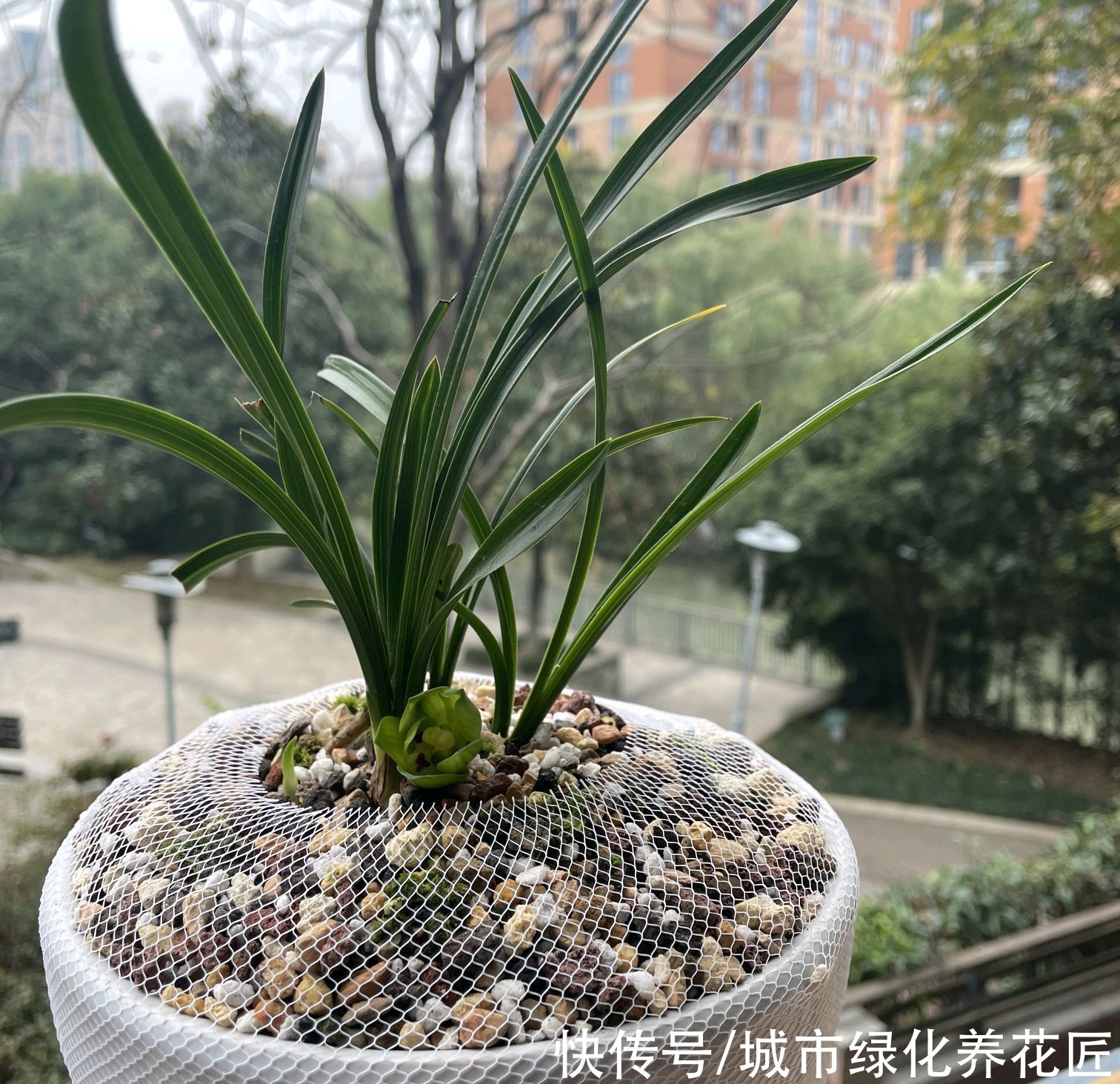  居然|绿云兰花居然开花了，没经过低温春化，绿云开得不尽人意