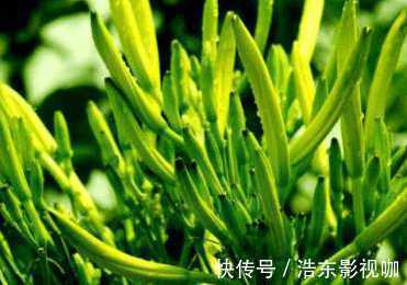 夜盲|农村人都在吃的野菜 可治疗老人痴呆症 目赤 夜盲