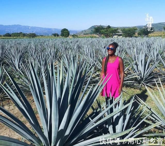 原以为龙舌兰是小家碧玉,没想到竟然可以长这么高!