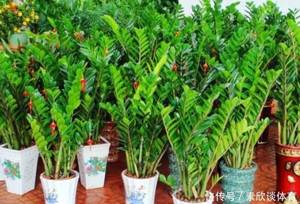 寓意|养花不如“养树”,这4种树镇宅又招财,时间越久越增值!