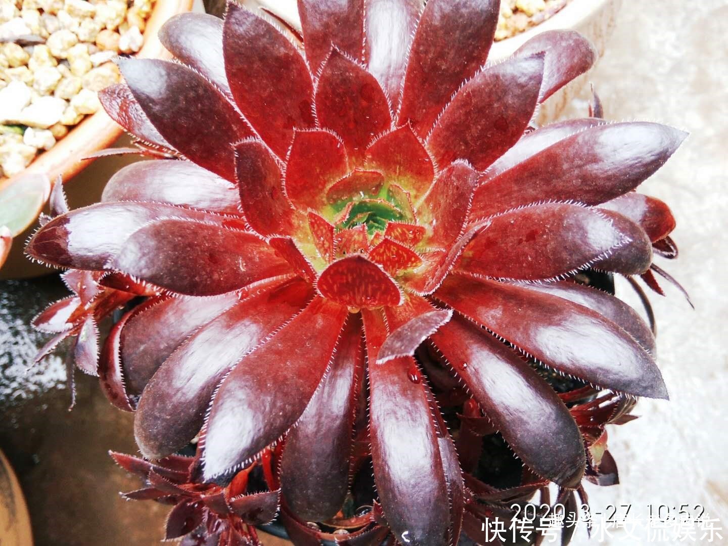 多肉孔雀和赤霞飞长得像吗不,它们无论是颜色还是叶形都不雷同