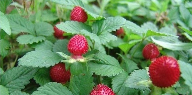 功效|农村常见的蛇莓能吃吗它有哪些功效和作用