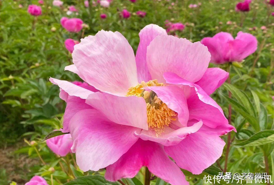 芍药|六月至，“花相”芍药笑迎宾