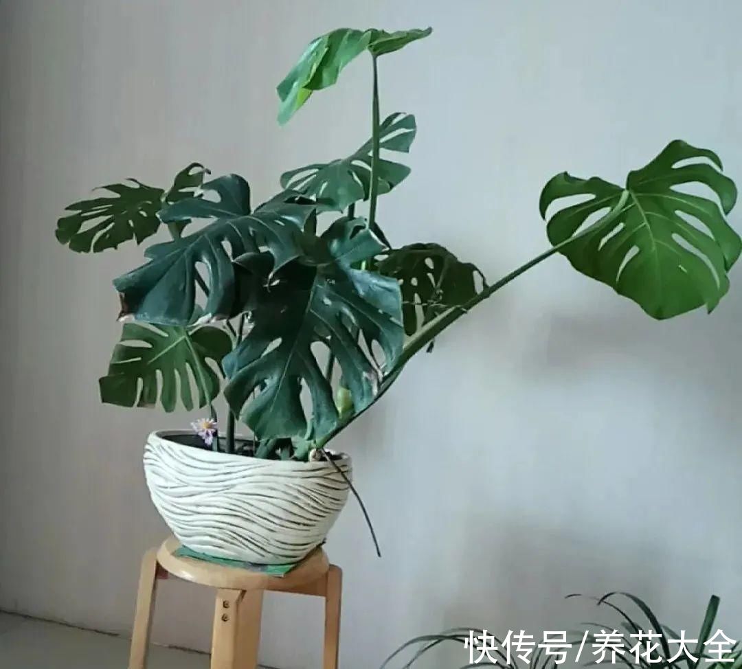 10种“怕晒花”，越晒死越快，半阴地儿反倒长得旺