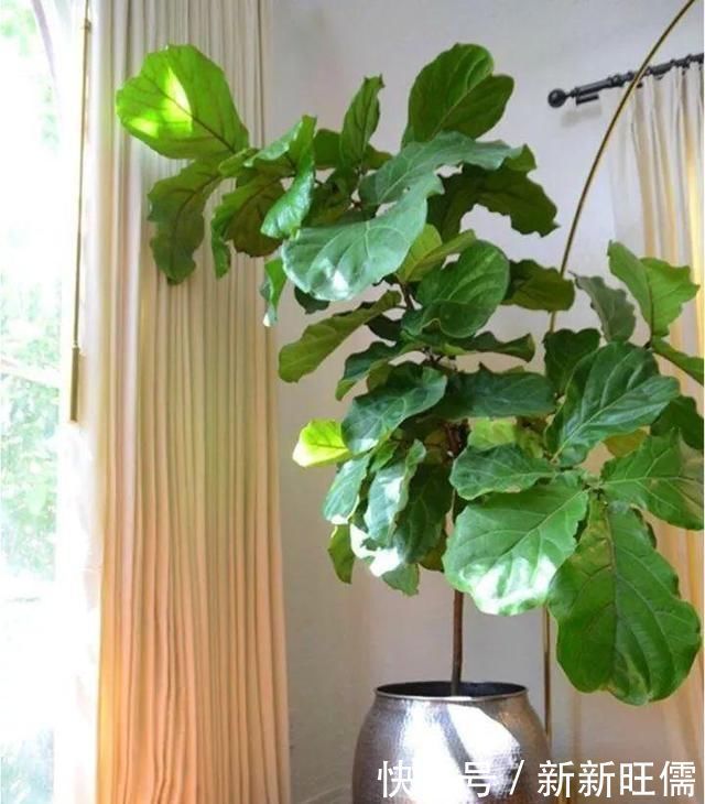 适合养在客厅的“3种花”,高档又气派,看一眼就“喜欢”