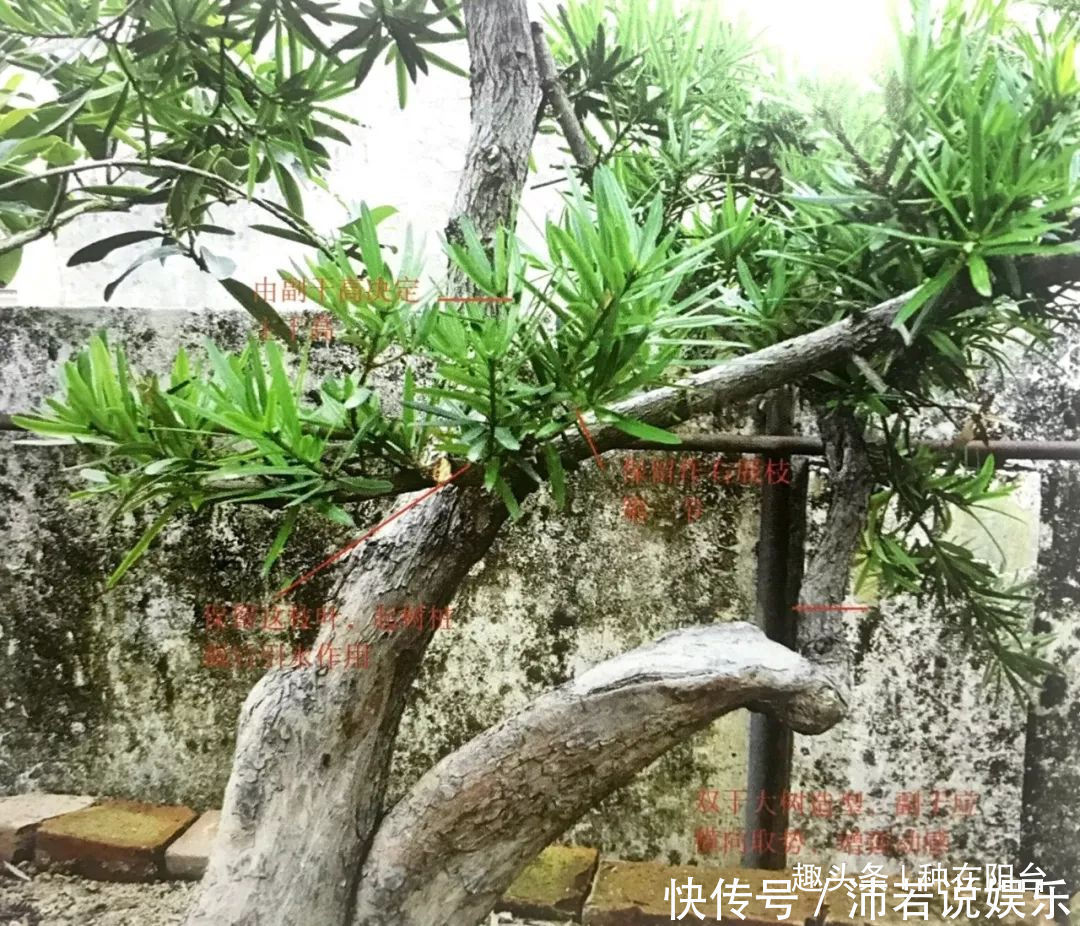 罗汉松芽|罗汉松芽接案例分享,台长教你玩出别出心裁的岭南盆景!