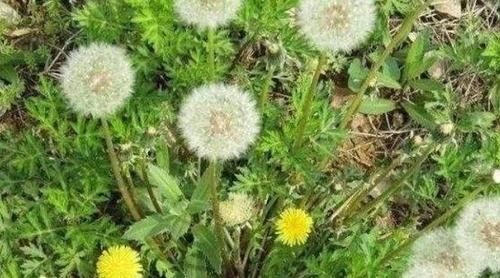 体质|每天晚上坚持吃3种食物，补充营养，改善体质，早吃早受益！