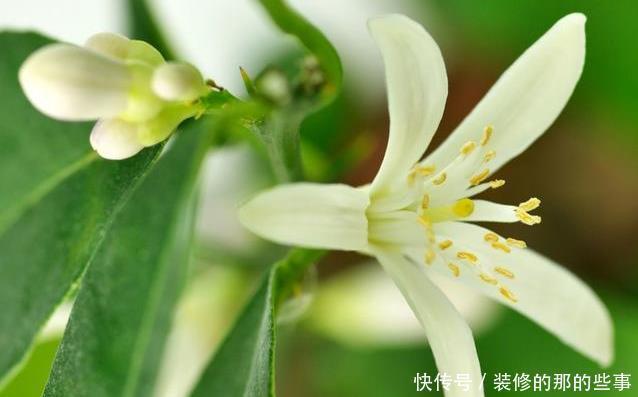 柠檬|盆栽柠檬只开花不结果,试试这样处理,30天就能结出小柠檬