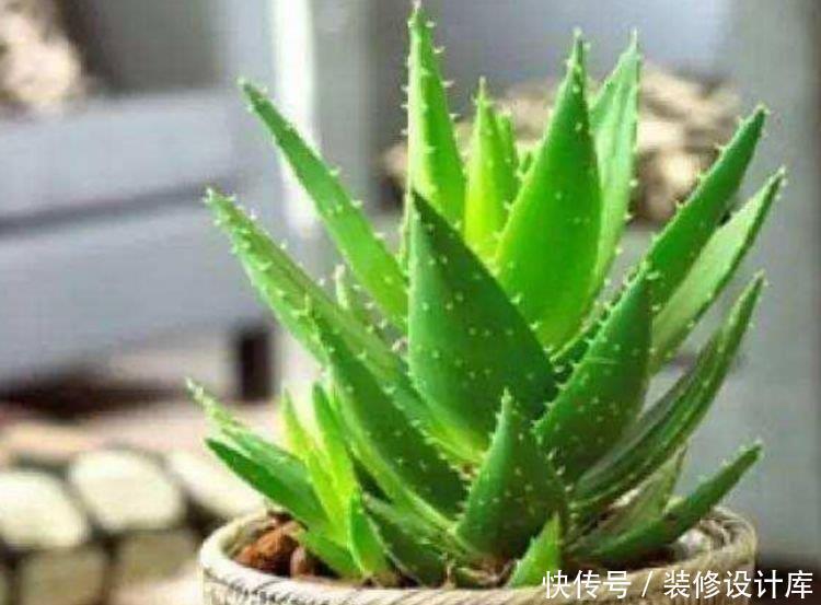 爆盆|家中必养4种花,漂亮又耐养,随手一养就“爆盆”