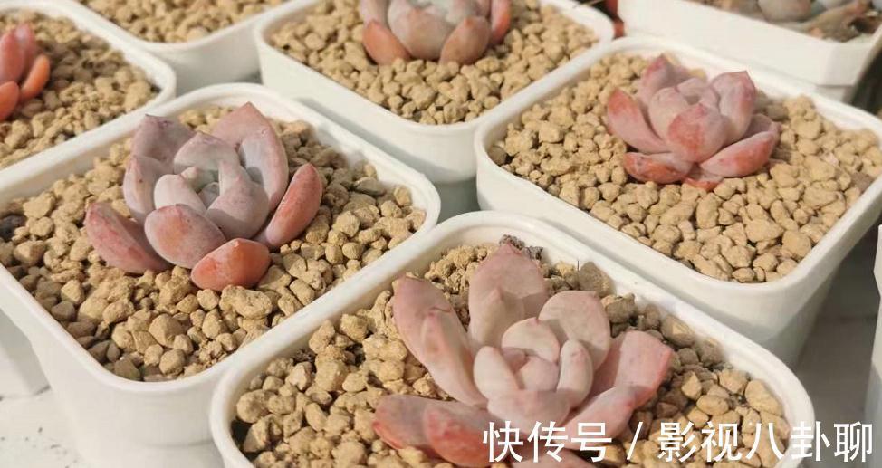 冬季|愁多肉“过冬难”,就抓紧做好这4件事,花友:今年盆栽特省心