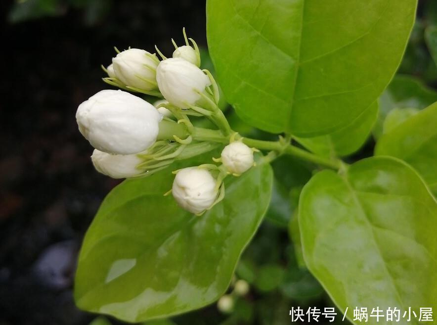 茉莉开花多不多,主要在三个细节工作,做得不到位补救还来得及