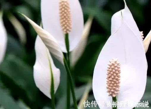 种花|这3种花最适合放在家里养,号称净化空气一把手,好看又实用