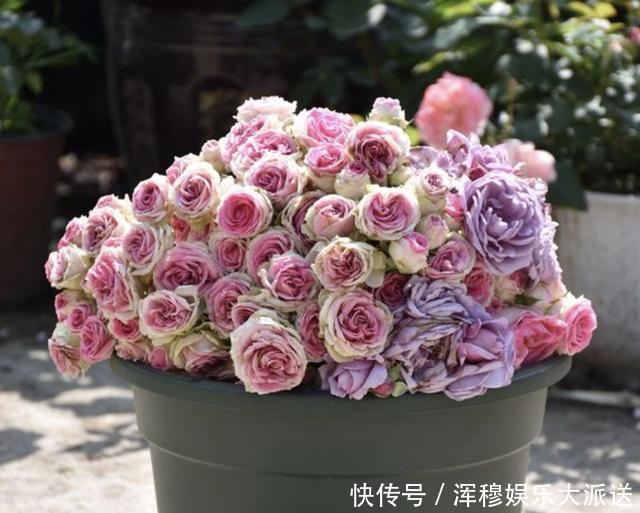 牛奶|家里的3种“肥水”，放着没用，浇在花盆上就是“营养液”，值