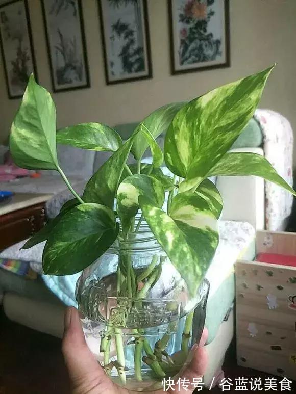 塑料瓶扔了太可惜！用来养绿萝，效率高，成活快，一养一大片！