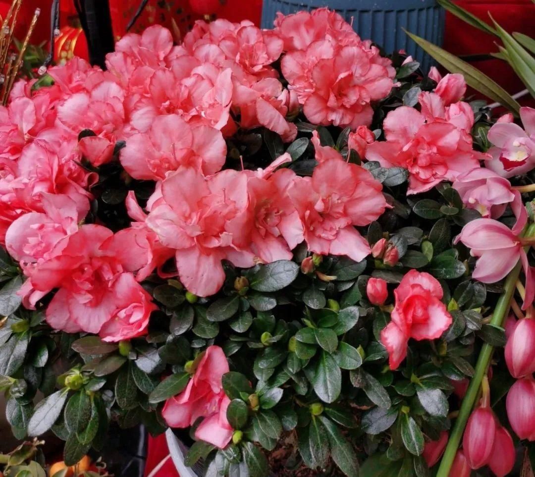 花市散发浓浓年味，这家店天天上新“应景”花！